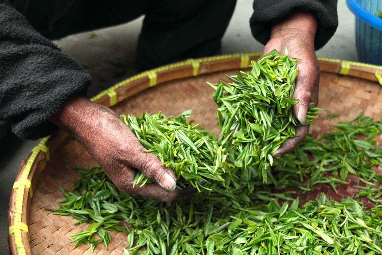 tea, leaves, hands, fresh, drying, harvesting, harvest, agriculture, tea leaves, tea, tea, tea, nature, tea, tea